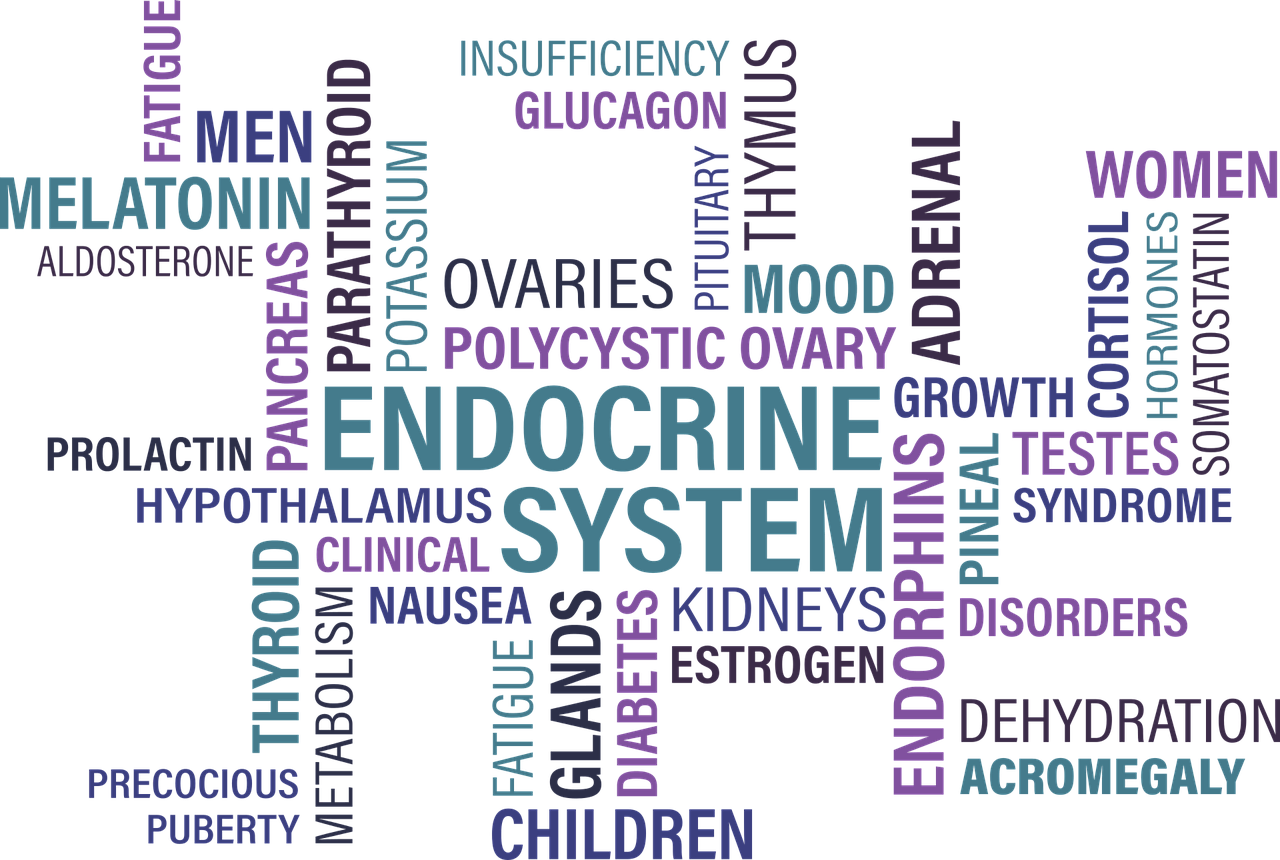 Microbiota e tiroide: cosa si è scoperto in 100 anni di studi